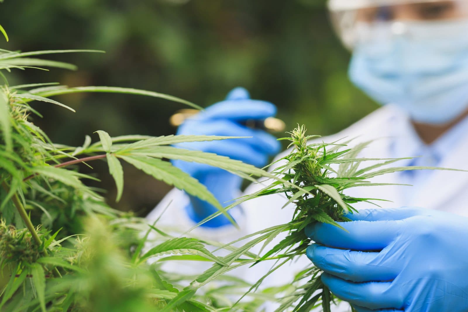 Professional cannabis laboratory with medical professional